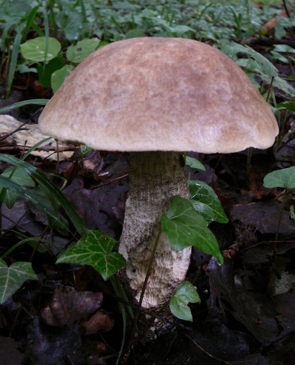 Leccinum duriusculum var.robustum